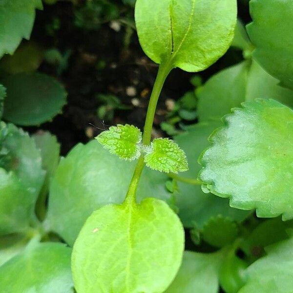 Mentha × rotundifolia Lapas