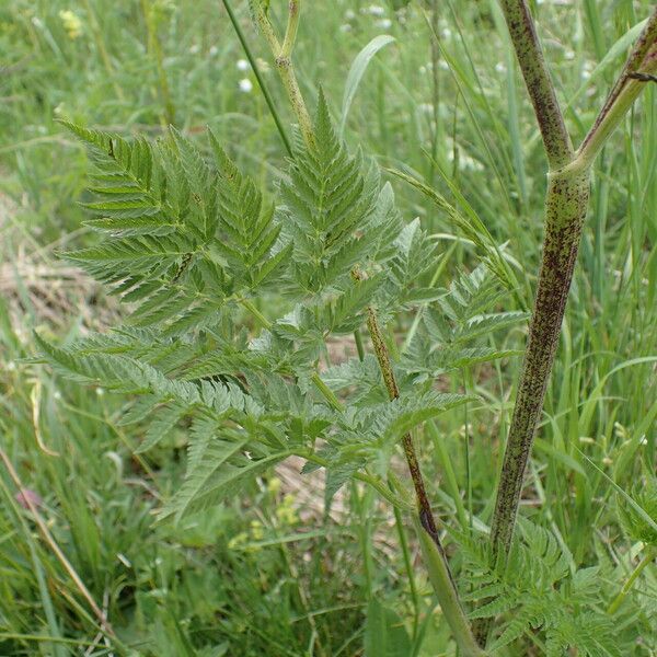 Chaerophyllum aureum Leaf