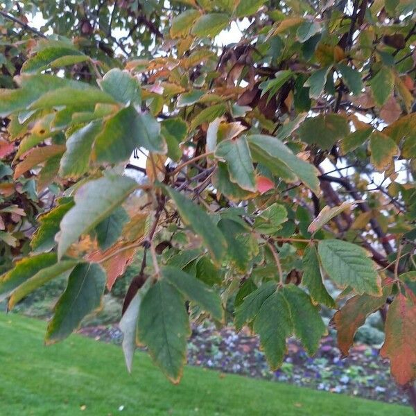 Acer griseum Blad