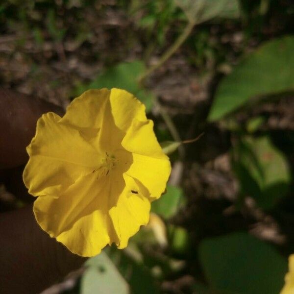 Merremia umbellata Flower