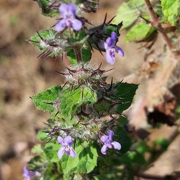 Hyptis suaveolens Blüte