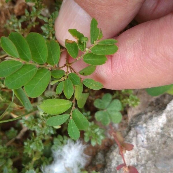 Phyllanthus tenellus Φύλλο