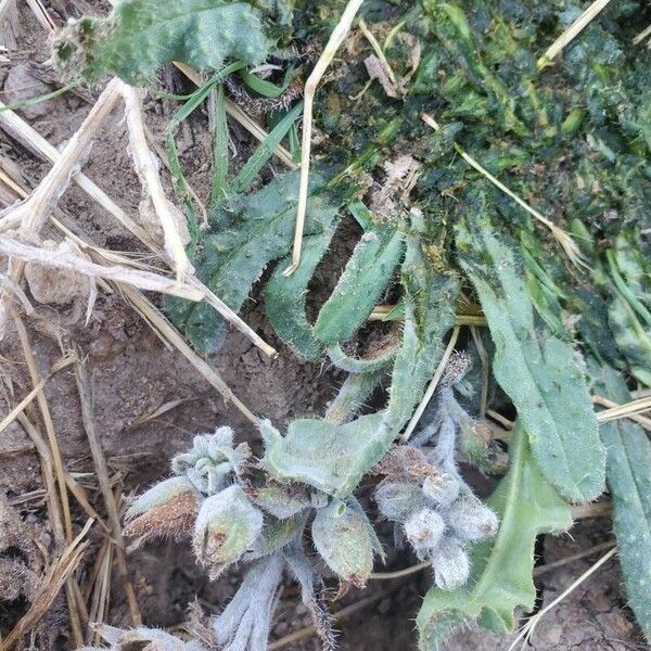 Anchusa undulata Frunză