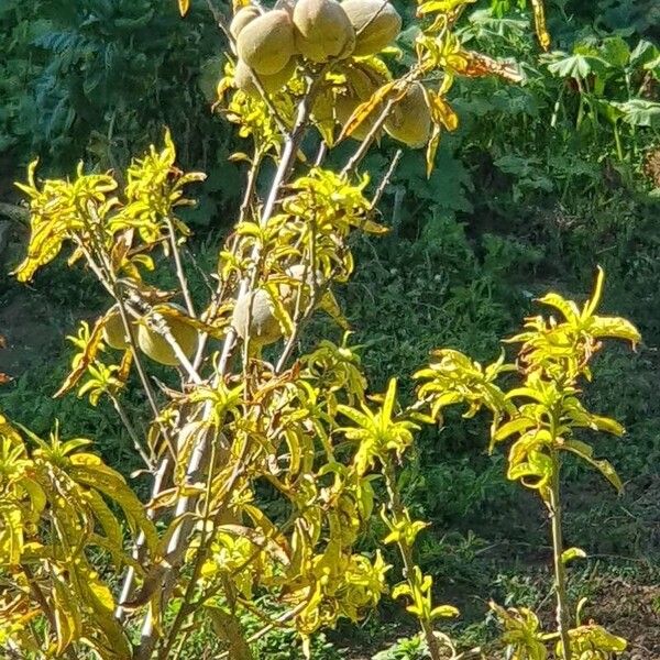 Prunus amygdalus Frunză