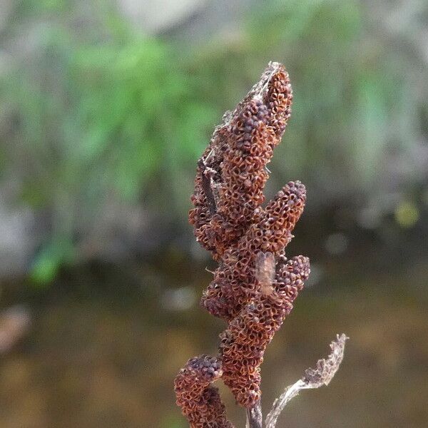 Osmunda regalis Fruit