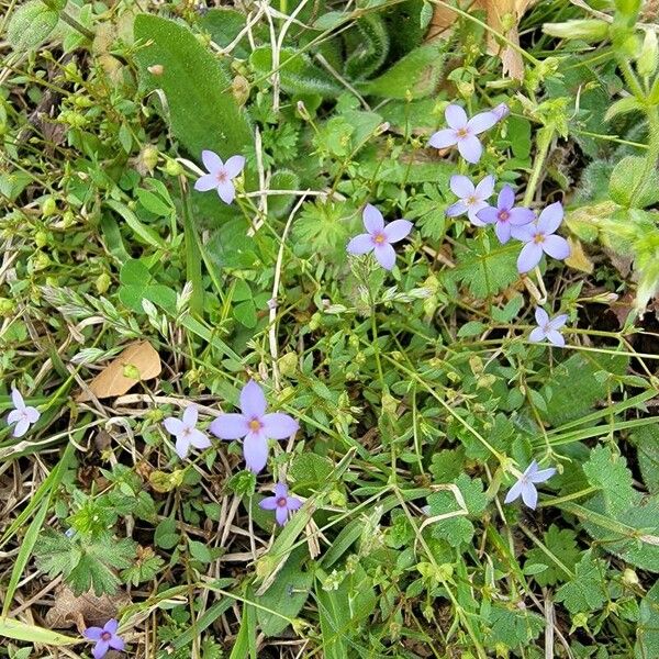 Houstonia pusilla Flower