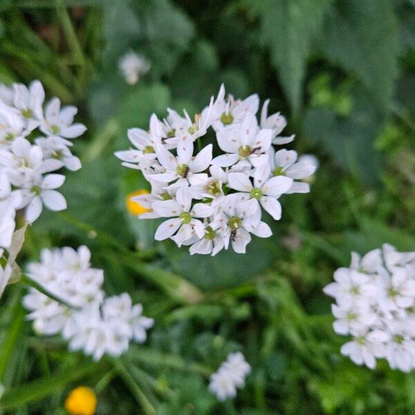 Allium trifoliatum Blomma