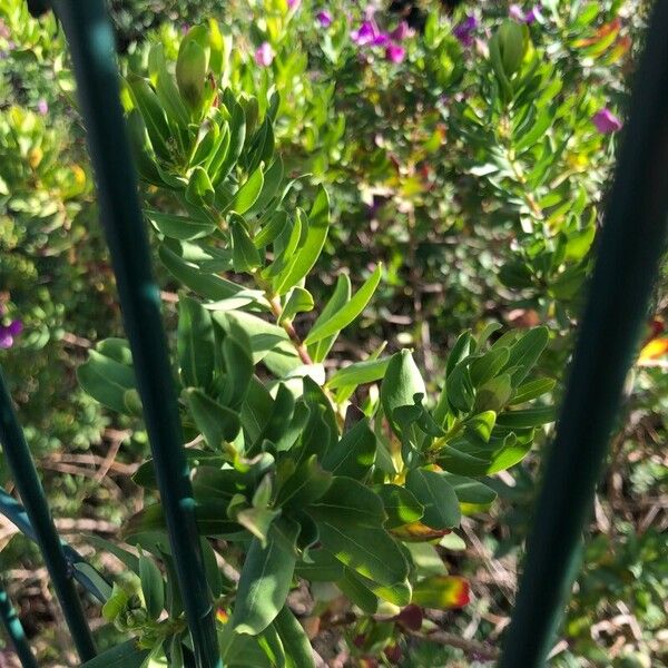 Polygala myrtifolia ഇല