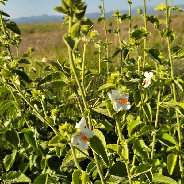 Hibiscus flavifolius Habitat