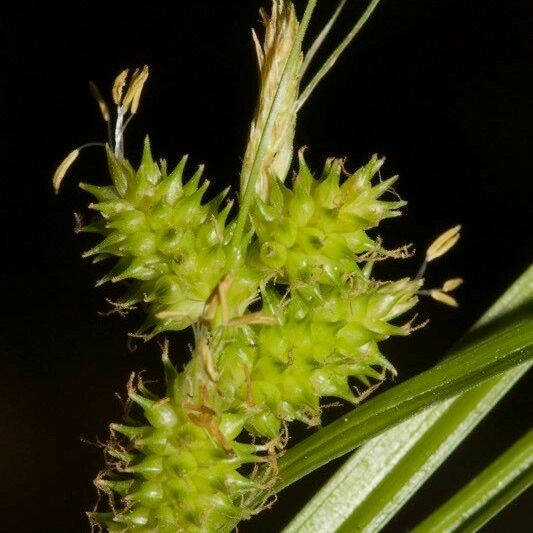 Carex extensa ᱡᱚ