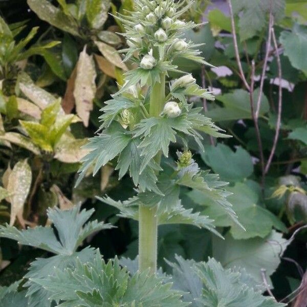 Delphinium elatum Pokrój