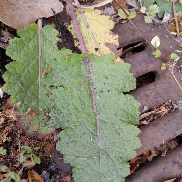 Salvia verbenaca Leaf