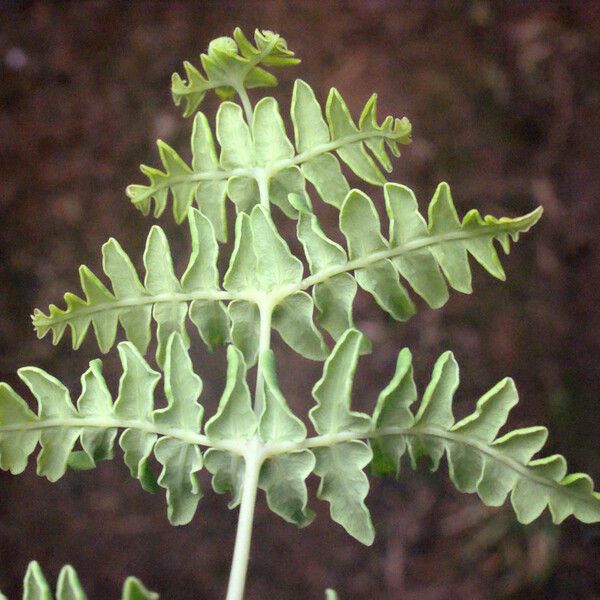 Histiopteris incisa Leaf