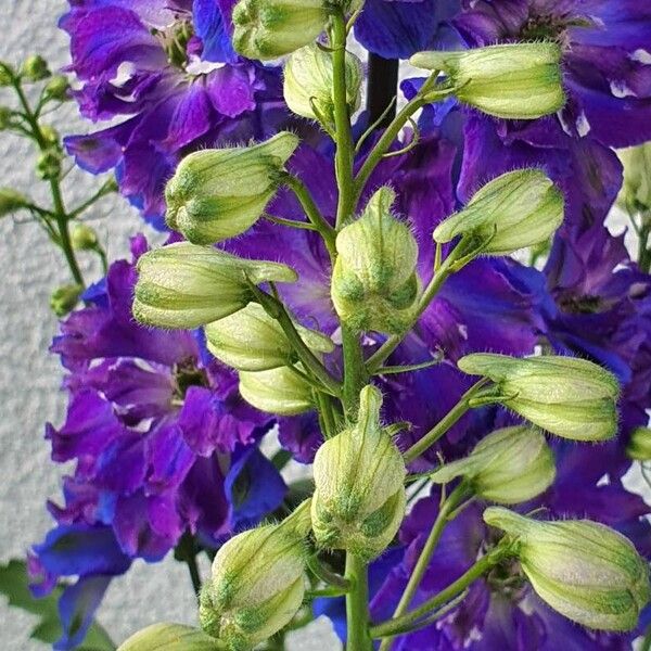 Delphinium elatum Otro