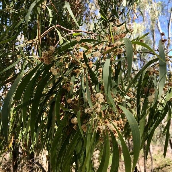 Acacia salicina Blatt