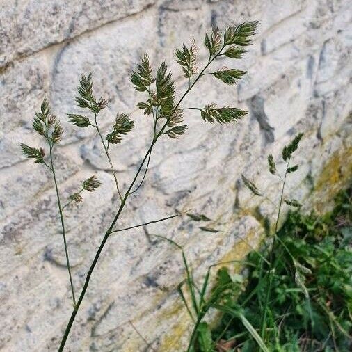 Dactylis glomerata Плод