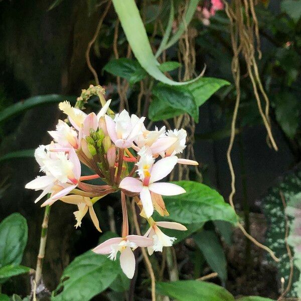Epidendrum spp. Цвят