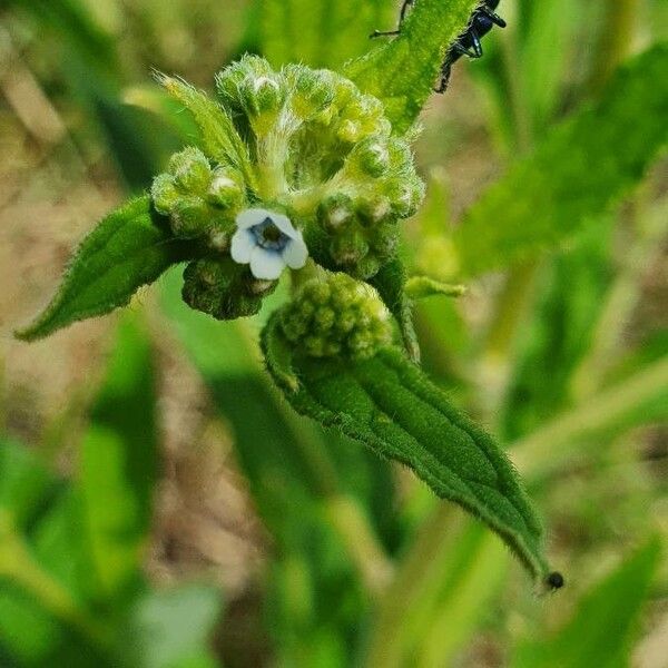 Cynoglossum lanceolatum 花