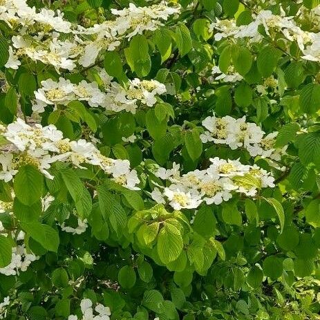 Viburnum plicatum Habitus