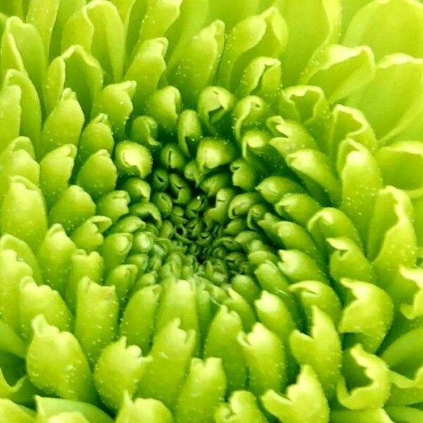 Chrysanthemum indicum Flower