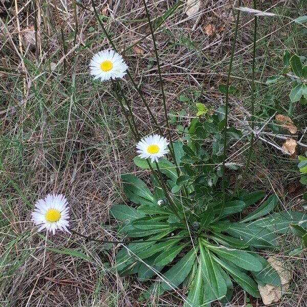 Bellis sylvestris Flower