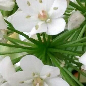Allium neapolitanum Cvet