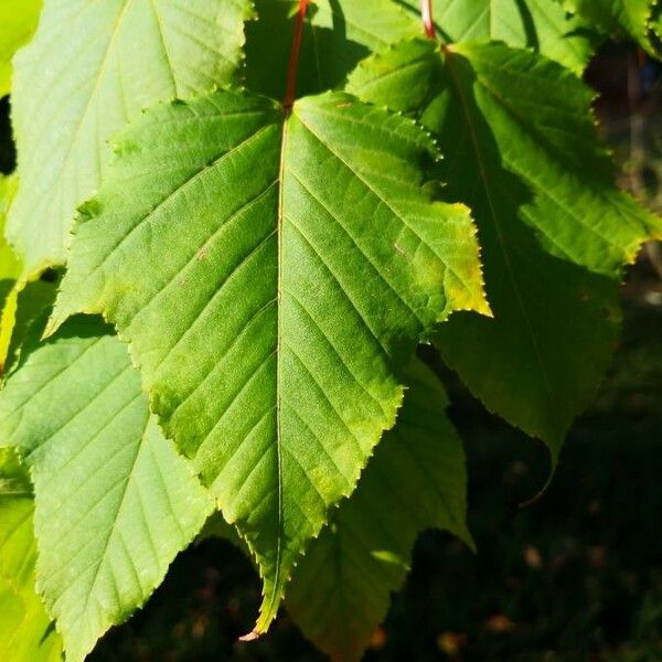 Acer pensylvanicum برگ