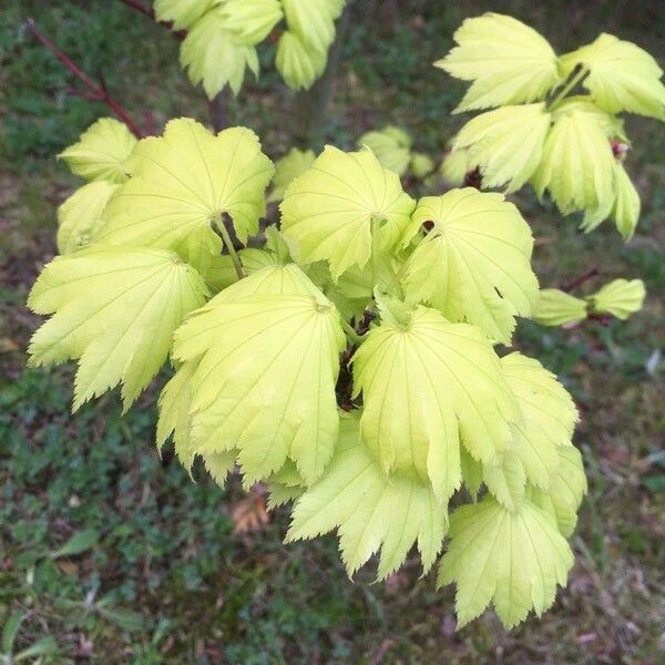 Acer circinatum Blatt