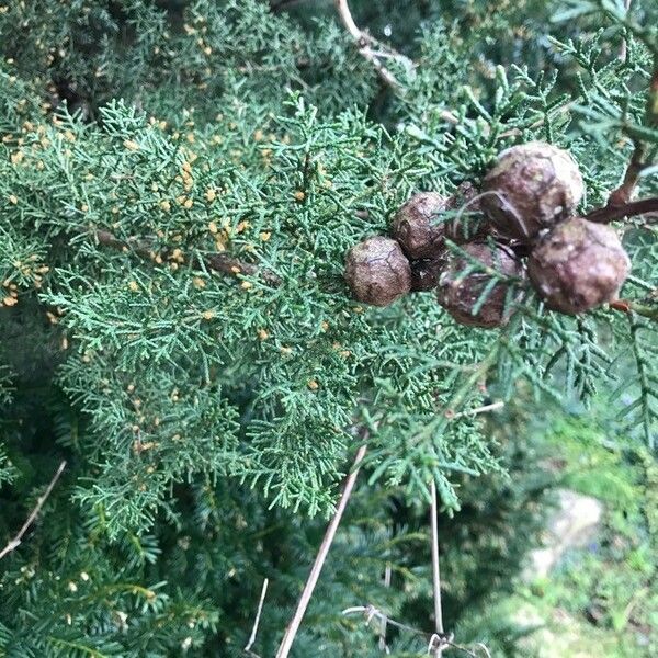 Cupressus arizonica Fruit