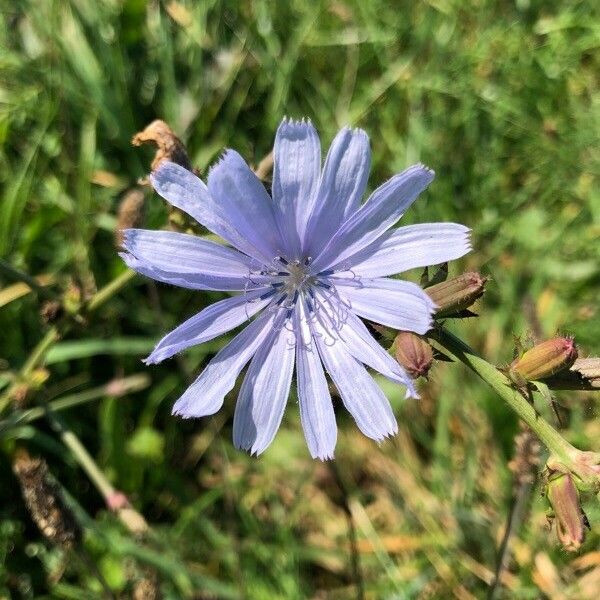 Cichorium intybus Virág