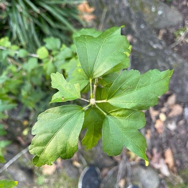 Hibiscus syriacus Leaf