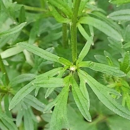 Ranunculus macrophyllus Blatt