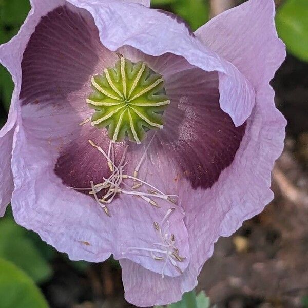 Papaver somniferum Цвят