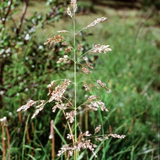 Anthoxanthum nitens Flower