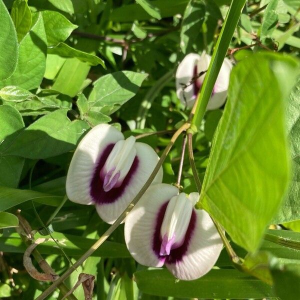 Centrosema plumieri Flower