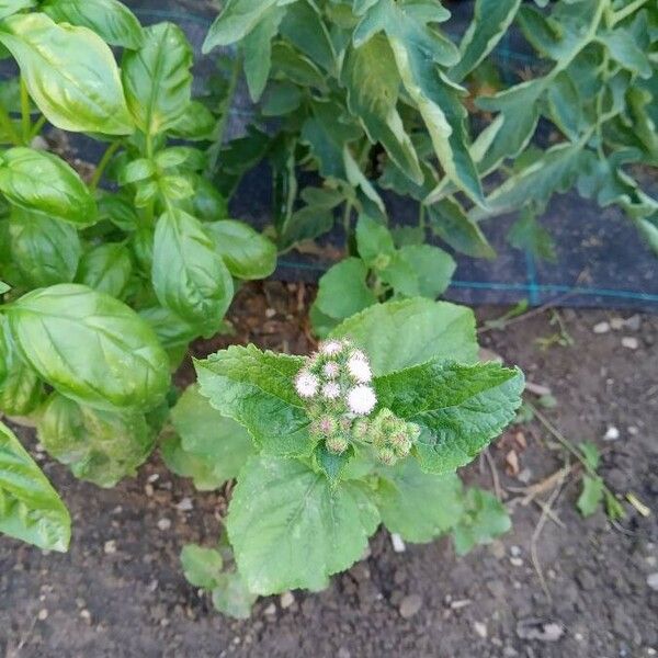 Ageratum conyzoides Floro