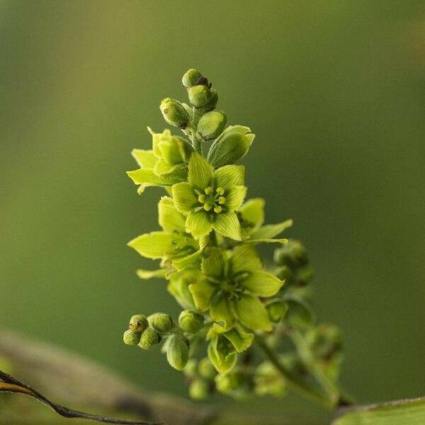 Veratrum album Flower