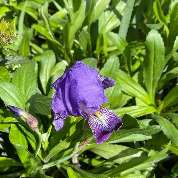 Iris pallida Flors