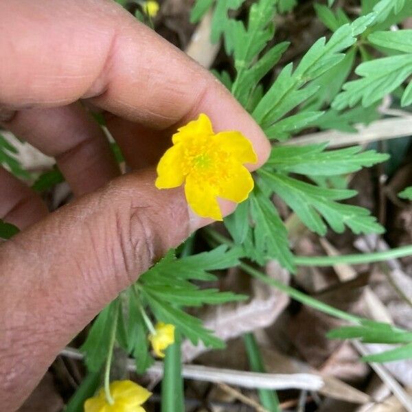 Anemone ranunculoides Kwiat