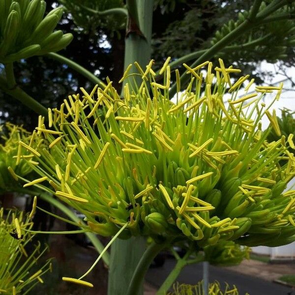 Agave sisalana Kvet