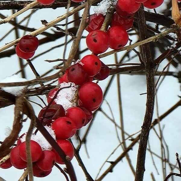 Crataegus laciniata Fruit