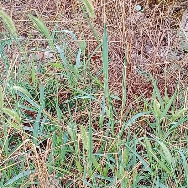 Setaria viridis Habit