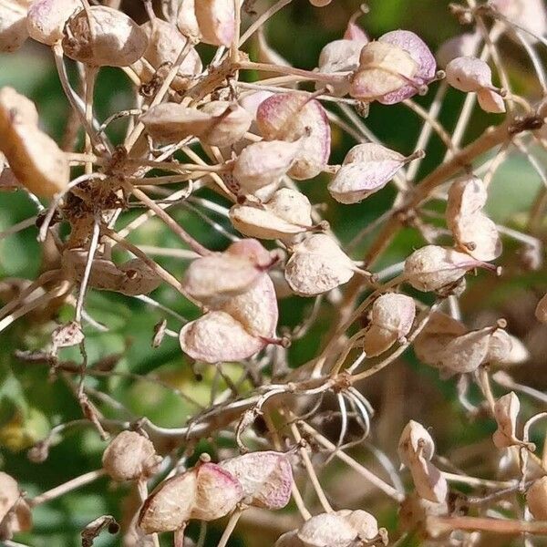 Lepidium draba Frutto