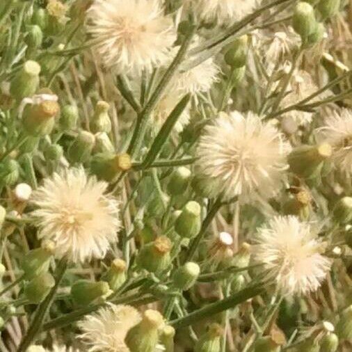 Erigeron sumatrensis Fruit