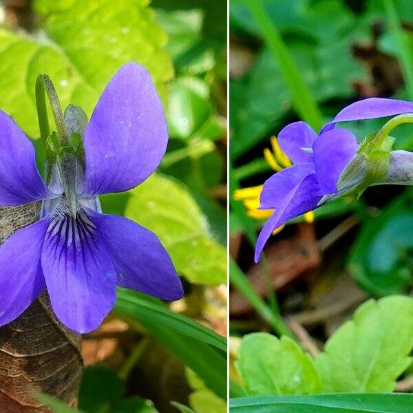 Viola riviniana Lorea