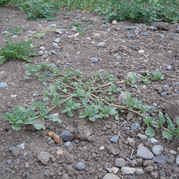 Amaranthus californicus Habitatea