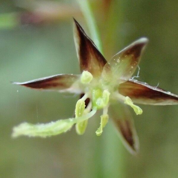 Luzula pilosa Flower