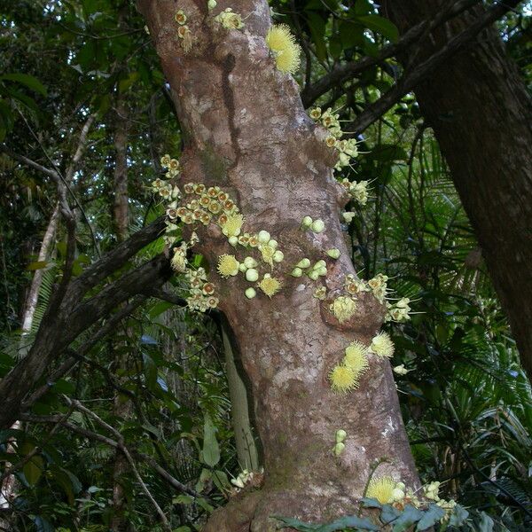 Syzygium cormiflorum Kwiat