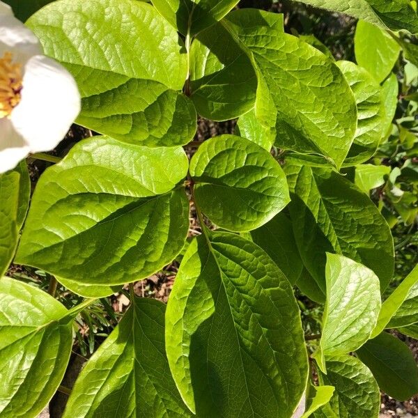 Paeonia obovata Leaf