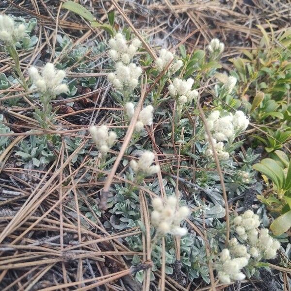 Antennaria parvifolia Flower